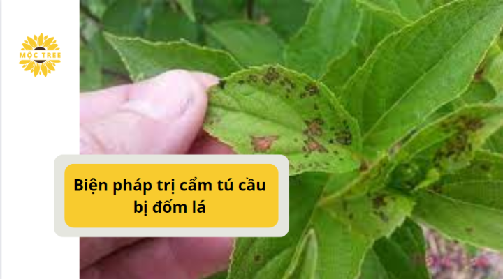 Biện pháp trị bệnh cẩm tú cầu bị đốm