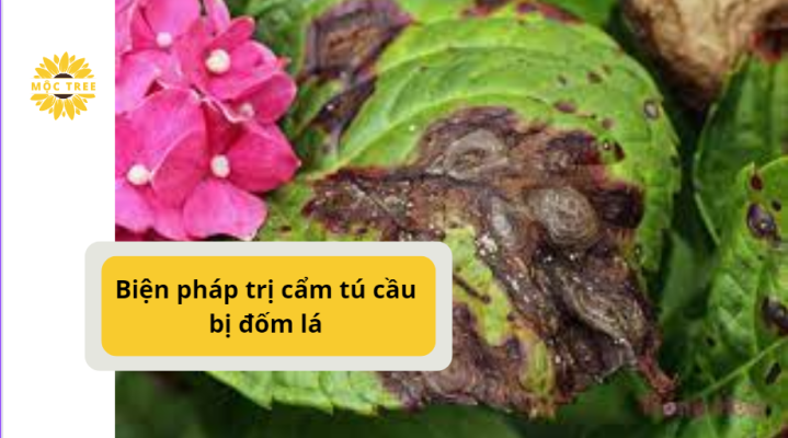 Biện pháp trị cẩm tú cầu bị đốm lá