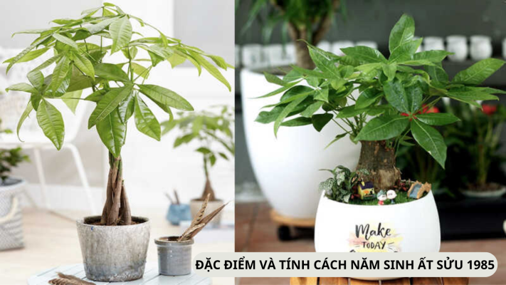 Đặc điểm tính cách của năm sinh Ất Sửu 1985