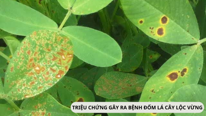 Triệu chứng gây ra cây lộc vừng bị đốm lá