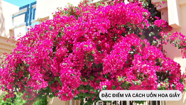 Đặc điểm và cách chăm sóc của cây hoa giấy đẹp