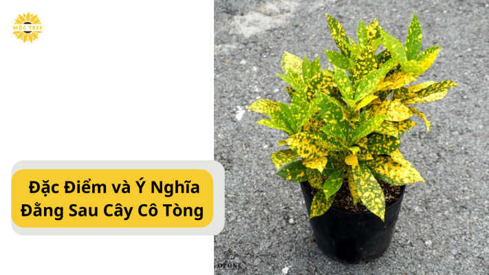 Đặc Điểm và Ý Nghĩa Đằng Sau Cây Cô Tòng