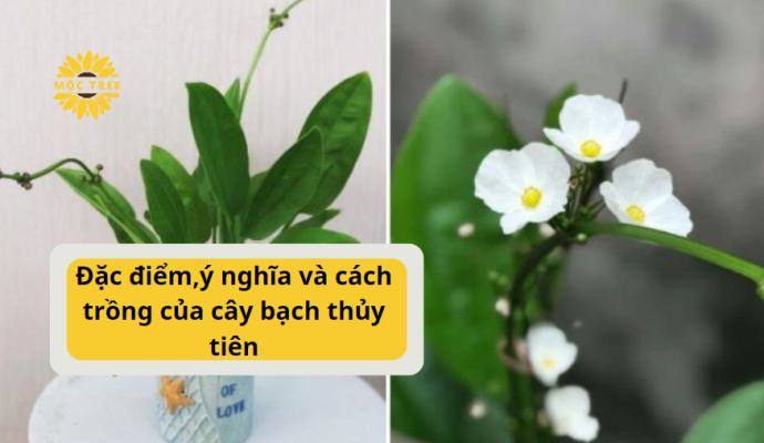 Đặc điểm,ý nghĩa và cách trồng của cây bạch thủy tiên