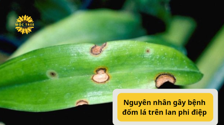 Nguyên nhân gây bệnh đốm lá trên lan phi điệp