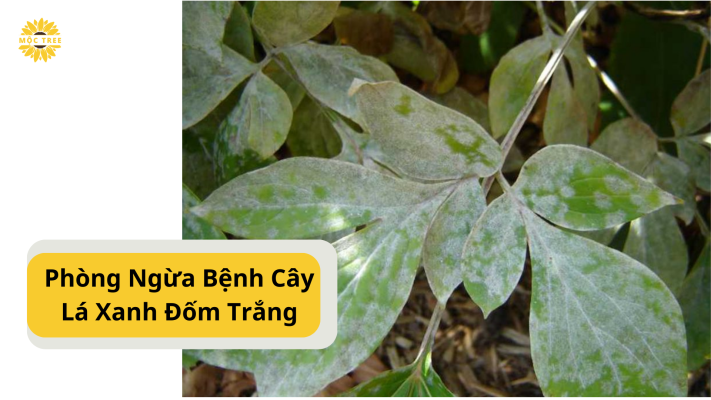 Phòng Ngừa Bệnh Cây Lá Xanh Đốm Trắng