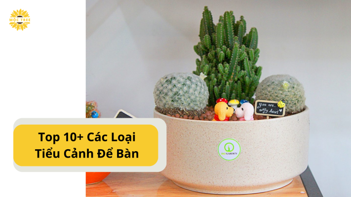 Top 10+ Các Loại Tiểu Cảnh Để Bàn