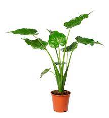 Đặc điểm và cách trồng alocasia cucullata