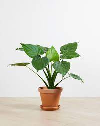 Đặc điểm và cách trồng alocasia cucullata