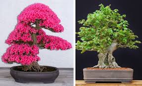 Các loại cây bonsai phổ biến được ưa chuộng nhất hiện nay