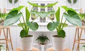 Đặc điểm và ứng dụng của alocasia cucullata