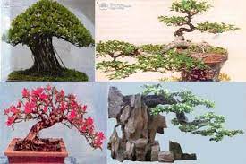 Các loại cây cảnh bonsai đẹp được ưa chuộng 