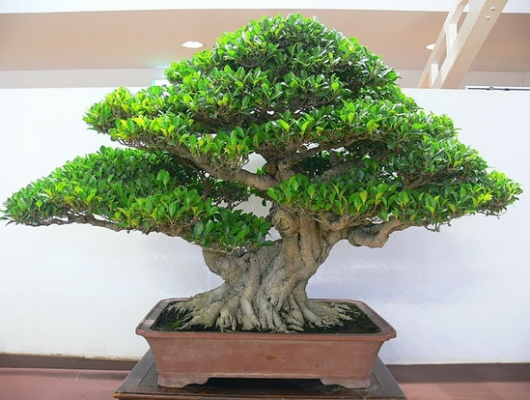 Các loại cây bonsai phổ biến được ưa chuộng nhất hiện nay