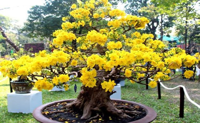 Đặc điểm và cách chăm sóc cho cây mai bonsai