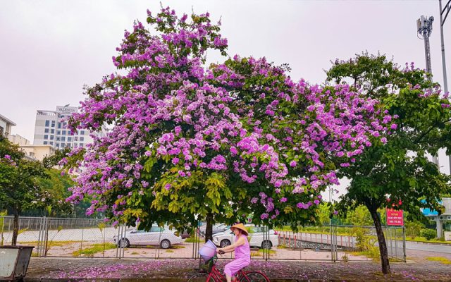 Đặc điểm, cách trồng và chăm sóc cây bằng lăng