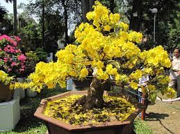 Đặc điểm và cách chăm sóc cho cây mai bonsai