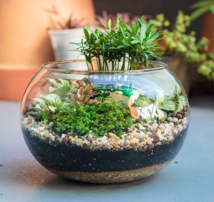 Đặc điểm và ý nghĩa của tiểu cảnh terrarium