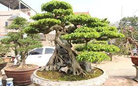 Đặc điểm, ý nghĩa và cách chăm sóc của cây xanh bonsai