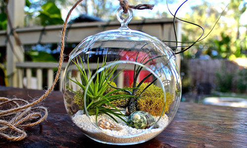 Đặc điểm và ý nghĩa của tiểu cảnh terrarium