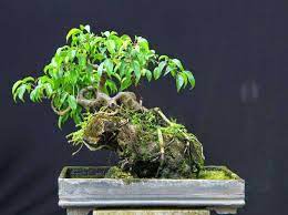 Đặc điểm, ý nghĩa và cách chăm sóc của cây xanh bonsai