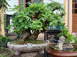 Các loại cây cảnh bonsai được ưa chuộng nhất hiện nay