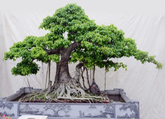 Đặc điểm, ý nghĩa và cách chăm sóc của cây xanh bonsai