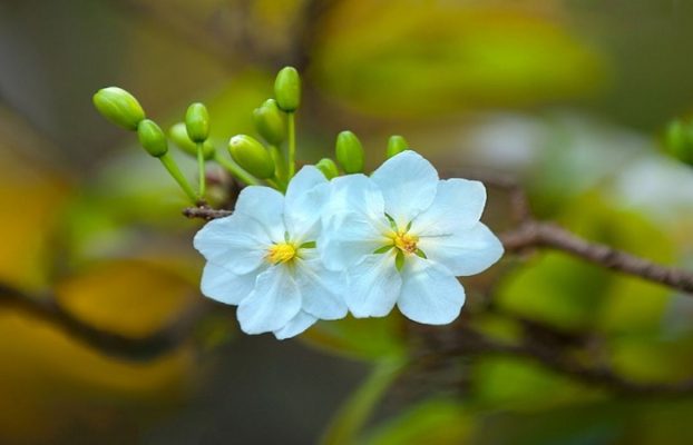 Cách trồng và cách chăm sóc cây hoa mai