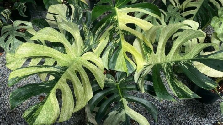 Nguồn gốc, ý nghĩa và cách trồng cây Monstera