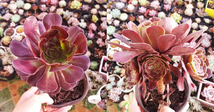 Ý nghĩa và lợi ích của việc trồng Aeonium