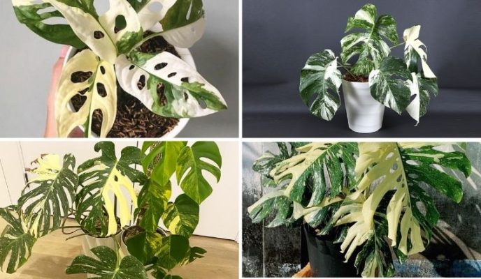 Nguồn gốc, ý nghĩa và cách trồng cây Monstera