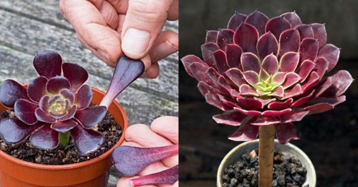 Ý nghĩa và lợi ích của việc trồng Aeonium