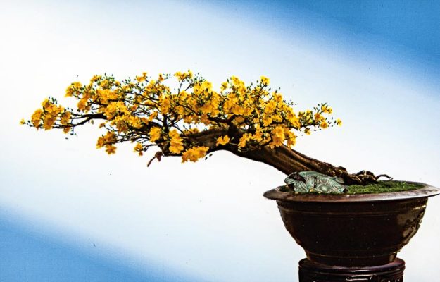 Cây mai bonsai tạo dáng thác đổ mang vẻ đẹp độc đáo