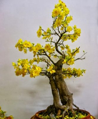 Ý nghĩa và cách chăm sóc cho cây mai bonsai