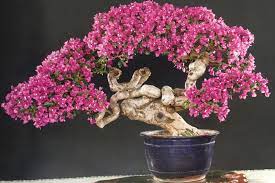 Cách trồng và cách chăm sóc hoa giấy bonsai