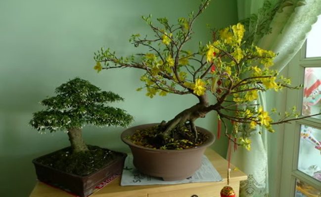 Những lưu ý khi đặt và cách chăm sóc mai bonsai