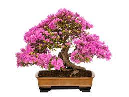 Cách trồng và cách chăm sóc hoa giấy bonsai