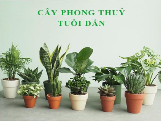 Tuổi bính dần 1986 hợp với cây gì nhất?