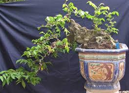 Đặc điểm, tác dụng và ý nghĩa của khế bonsai