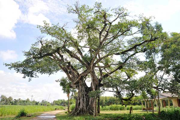 Đặc điểm hình thái và cách chăm sóc của cây đa