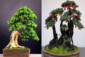 Đặc điểm, công dụng và ý nghĩa cây cảnh bonsai