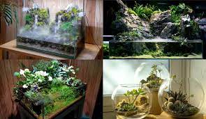 Đặc điểm, ý nghĩa và tác dụng của terrarium