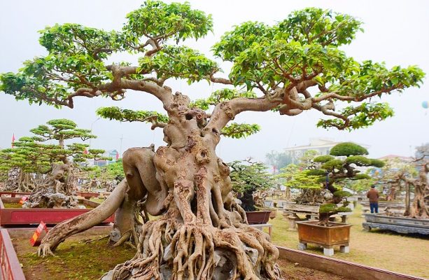 Ý nghĩa và cách chăm sóc của cây xanh bonsai