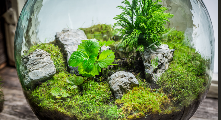 Làm thế nào để chăm sóc terrarium?