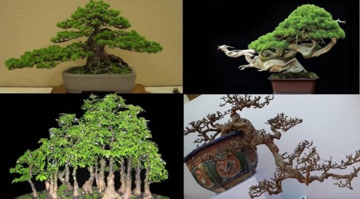 Đặc điểm, công dụng và ý nghĩa cây cảnh bonsai