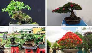 Đặc điểm, tác dụng và ý nghĩa của cây bonsai mini