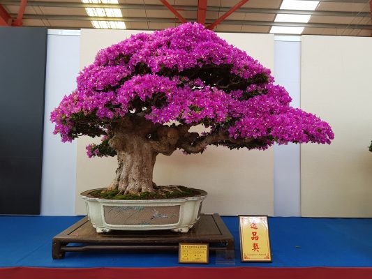 Ý nghĩa phong thủy và cách chăm sóc hoa giấy bonsai