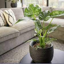 Đặc điểm, ý nghĩa và cách trồng cây alocasia cucullata