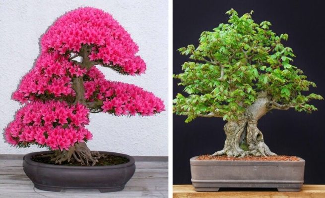 Đặc điểm, tác dụng và ý nghĩa của cây bonsai mini