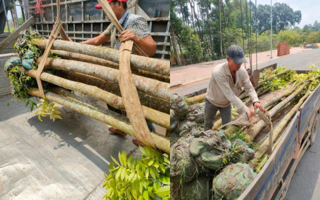 Ý nghĩa và cách chăm sóc cây nhạc ngựa