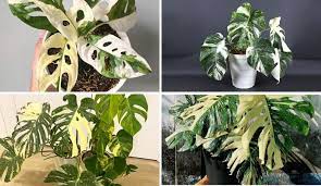 Đặc điểm, nguồn gốc và cách trồng cây Monstera