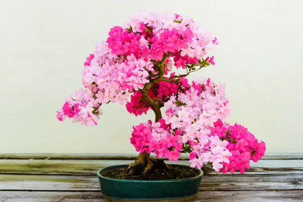 Ý nghĩa phong thủy của hoa giấy bonsai